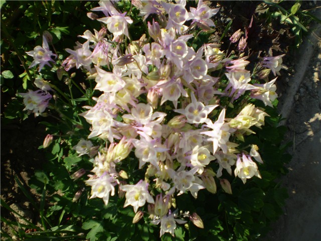 pakujac